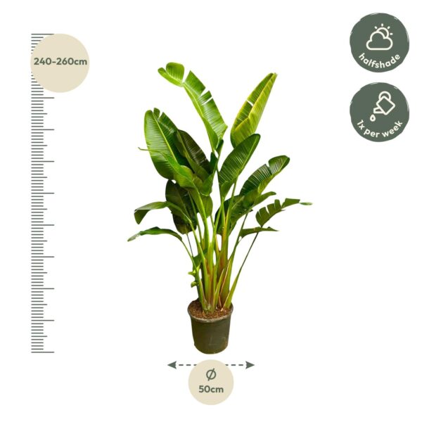 Strelitzia Augusta multi stam XXL en pot Ø30cm. Plante verte type Strelitzia Augusta multi stam XXL, livrée en pot, idéale pour intérieur lumineux. – Image 2