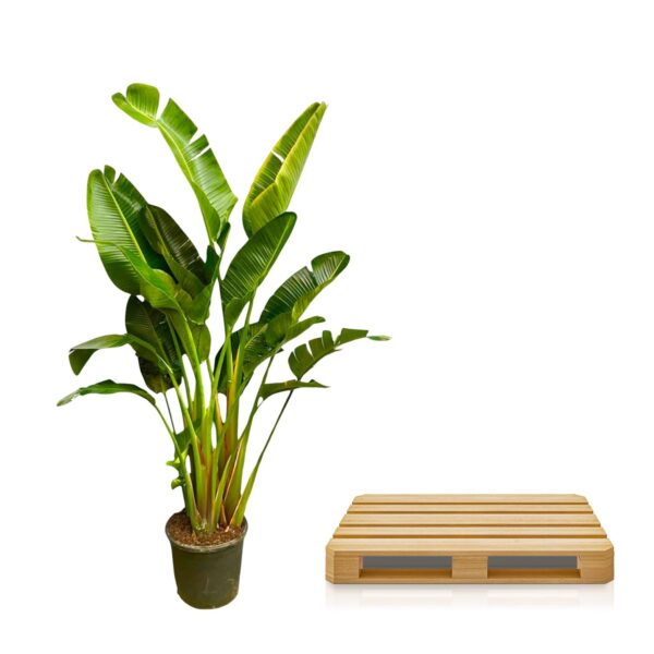 Strelitzia Augusta multi stam XXL en pot Ø30cm. Plante verte type Strelitzia Augusta multi stam XXL, livrée en pot, idéale pour intérieur lumineux. – Image 3
