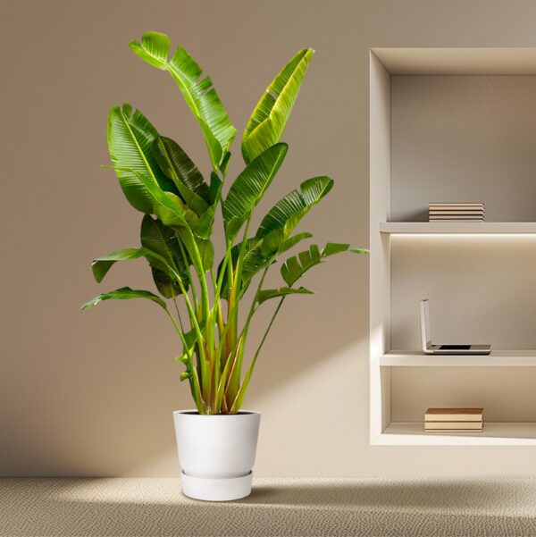 Strelitzia Augusta multi stam XXL en pot Ø30cm. Plante verte type Strelitzia Augusta multi stam XXL, livrée en pot, idéale pour intérieur lumineux. – Image 4