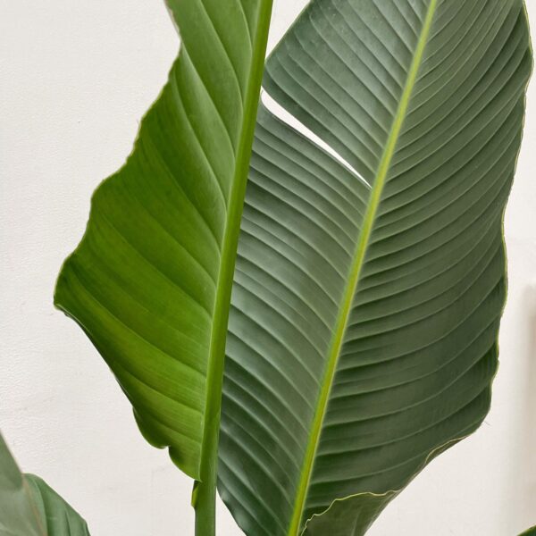 Strelitzia Augusta multi stam XXL en pot Ø30cm. Plante verte type Strelitzia Augusta multi stam XXL, livrée en pot, idéale pour intérieur lumineux. – Image 5