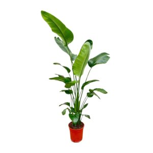 Strelitzia Nicolai en pot Ø25cm. Plante verte type Strelitzia Nicolai, livrée en pot, idéale pour intérieur lumineux.