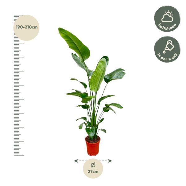 Strelitzia Nicolai en pot Ø25cm. Plante verte type Strelitzia Nicolai, livrée en pot, idéale pour intérieur lumineux. – Image 2