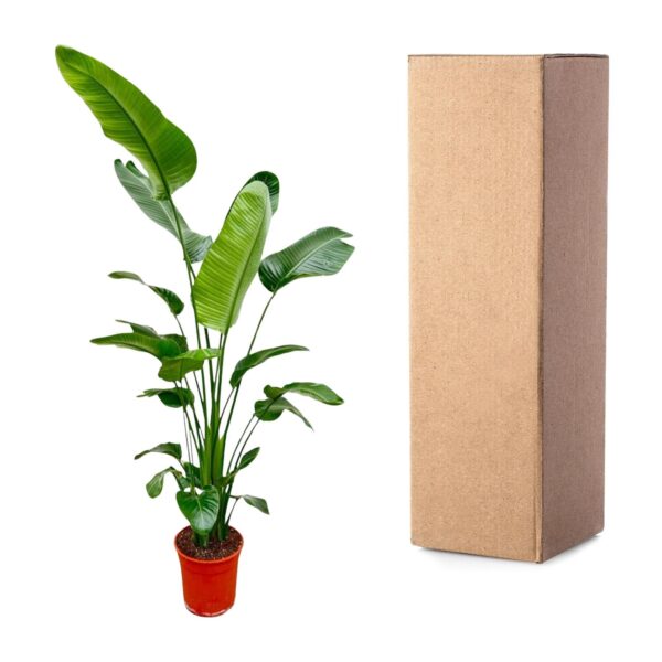 Strelitzia Nicolai en pot Ø25cm. Plante verte type Strelitzia Nicolai, livrée en pot, idéale pour intérieur lumineux. – Image 3
