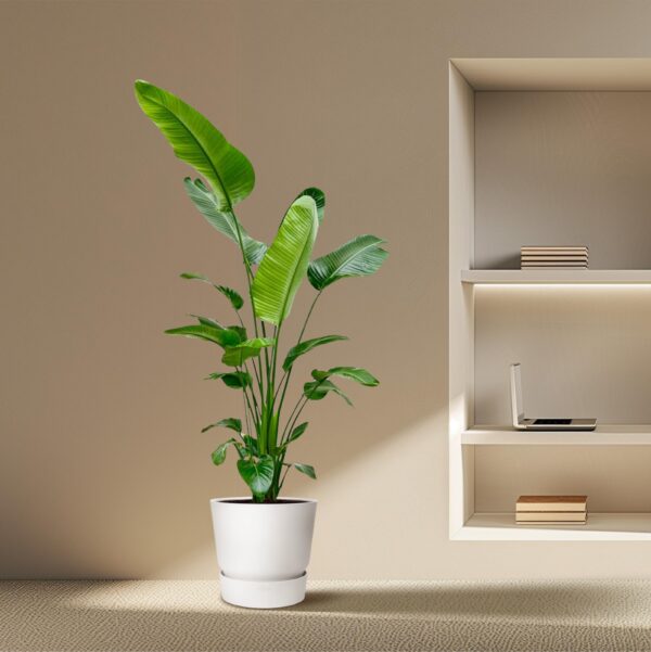 Strelitzia Nicolai en pot Ø25cm. Plante verte type Strelitzia Nicolai, livrée en pot, idéale pour intérieur lumineux. – Image 4