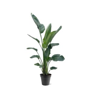 Strelitzia Nicolai XXL en pot Ø27cm. Plante verte type Strelitzia Nicolai XXL, livrée en pot, idéale pour intérieur lumineux.