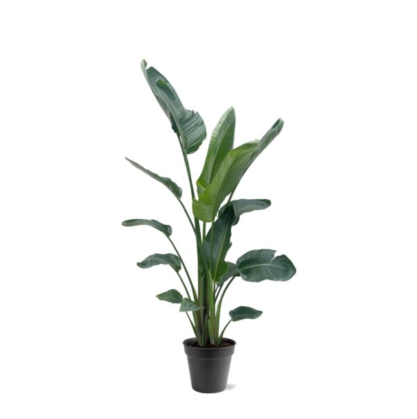 Strelitzia Nicolai XXL en pot Ø27cm. Plante verte type Strelitzia Nicolai XXL, livrée en pot, idéale pour intérieur lumineux.
