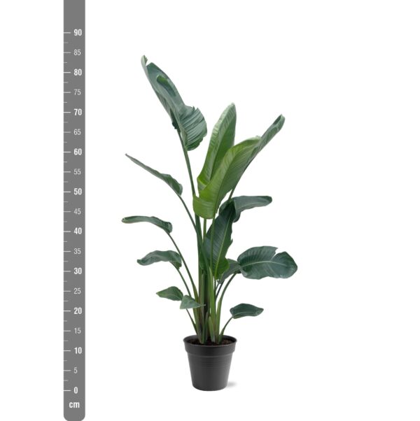 Strelitzia Nicolai XXL en pot Ø27cm. Plante verte type Strelitzia Nicolai XXL, livrée en pot, idéale pour intérieur lumineux. – Image 2