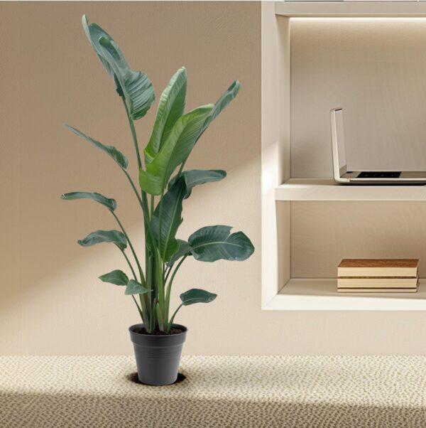 Strelitzia Nicolai XXL en pot Ø27cm. Plante verte type Strelitzia Nicolai XXL, livrée en pot, idéale pour intérieur lumineux. – Image 3