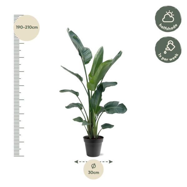 Strelitzia Nicolai XXL en pot Ø27cm. Plante verte type Strelitzia Nicolai XXL, livrée en pot, idéale pour intérieur lumineux. – Image 4