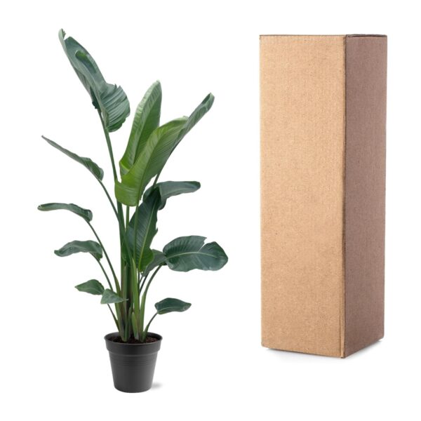 Strelitzia Nicolai XXL en pot Ø27cm. Plante verte type Strelitzia Nicolai XXL, livrée en pot, idéale pour intérieur lumineux. – Image 5