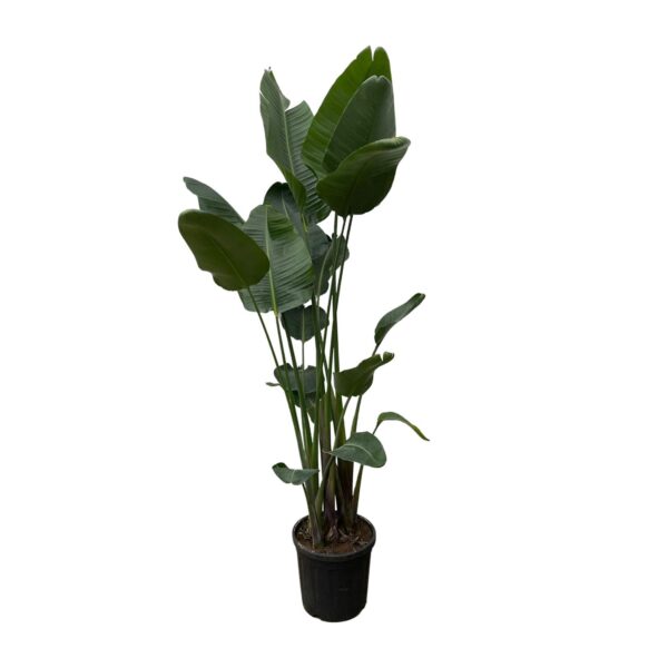 Strelitzia Nicolai XXL en pot Ø50cm. Plante verte type Strelitzia Nicolai XXL, livrée en pot, idéale pour intérieur lumineux.