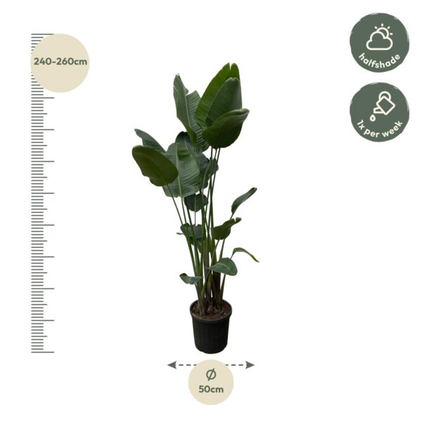 Strelitzia Nicolai XXL en pot Ø50cm. Plante verte type Strelitzia Nicolai XXL, livrée en pot, idéale pour intérieur lumineux. – Image 2