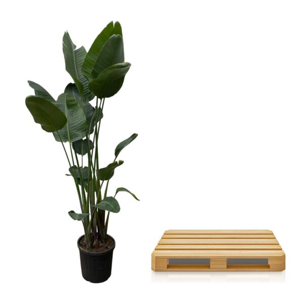 Strelitzia Nicolai XXL en pot Ø50cm. Plante verte type Strelitzia Nicolai XXL, livrée en pot, idéale pour intérieur lumineux. – Image 3