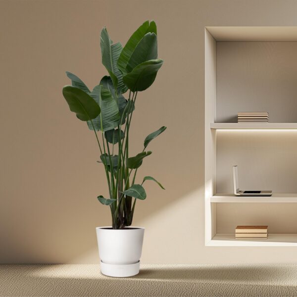 Strelitzia Nicolai XXL en pot Ø50cm. Plante verte type Strelitzia Nicolai XXL, livrée en pot, idéale pour intérieur lumineux. – Image 4