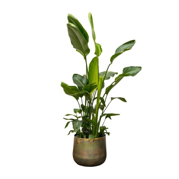 Strelitzia Nicolai de luxe XXL en pot Ø40cm. Plante verte type Strelitzia Nicolai de luxe XXL, livrée en pot, idéale pour intérieur lumineux.