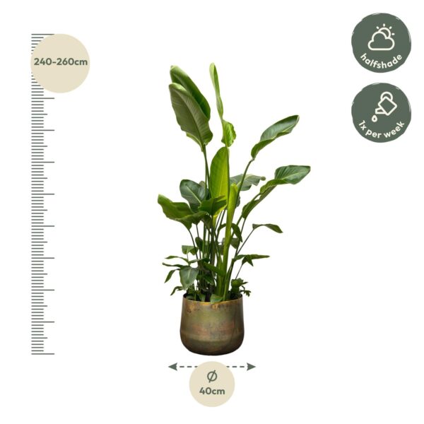 Strelitzia Nicolai de luxe XXL en pot Ø40cm. Plante verte type Strelitzia Nicolai de luxe XXL, livrée en pot, idéale pour intérieur lumineux. – Image 2