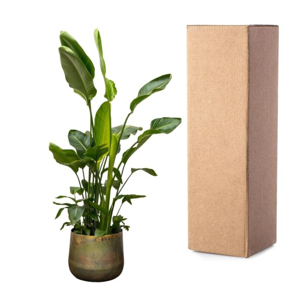 Strelitzia Nicolai de luxe XXL en pot Ø40cm. Plante verte type Strelitzia Nicolai de luxe XXL, livrée en pot, idéale pour intérieur lumineux. – Image 3