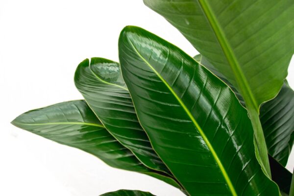 Strelitzia Nicolai de luxe XXL en pot Ø40cm. Plante verte type Strelitzia Nicolai de luxe XXL, livrée en pot, idéale pour intérieur lumineux. – Image 4