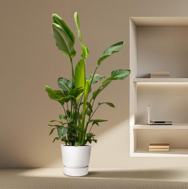Strelitzia Nicolai de luxe XXL en pot Ø40cm. Plante verte type Strelitzia Nicolai de luxe XXL, livrée en pot, idéale pour intérieur lumineux. – Image 5