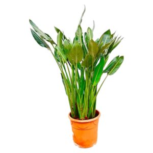 Strelitzia Reginae XL en pot. Plante verte type Strelitzia Reginae XL, livrée en pot, idéale pour intérieur lumineux.