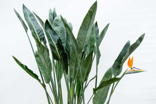 Strelitzia Reginae XL en pot. Plante verte type Strelitzia Reginae XL, livrée en pot, idéale pour intérieur lumineux. – Image 3