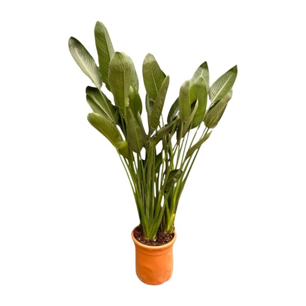 Strelitzia Reginae XXL en pot Ø50cm. Plante verte type Strelitzia Reginae XXL, livrée en pot, idéale pour intérieur lumineux.