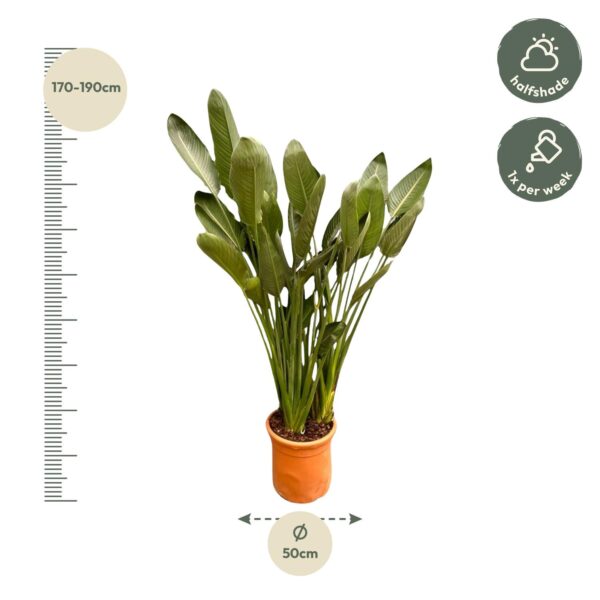 Strelitzia Reginae XXL en pot Ø50cm. Plante verte type Strelitzia Reginae XXL, livrée en pot, idéale pour intérieur lumineux. – Image 2