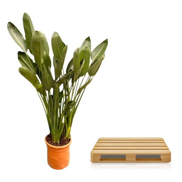 Strelitzia Reginae XXL en pot Ø50cm. Plante verte type Strelitzia Reginae XXL, livrée en pot, idéale pour intérieur lumineux. – Image 3