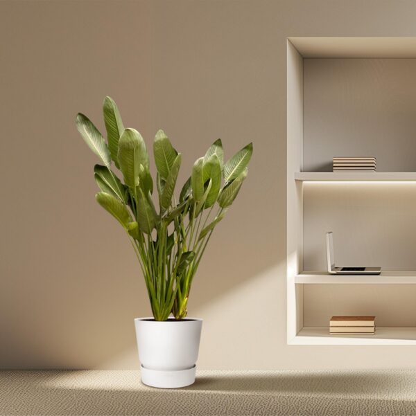 Strelitzia Reginae XXL en pot Ø50cm. Plante verte type Strelitzia Reginae XXL, livrée en pot, idéale pour intérieur lumineux. – Image 4