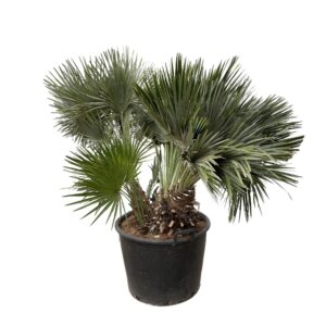 Chamaerops Humilis compact en pot Ø80cm. Plante verte type Chamaerops Humilis compact, livrée en pot, idéale pour intérieur lumineux.