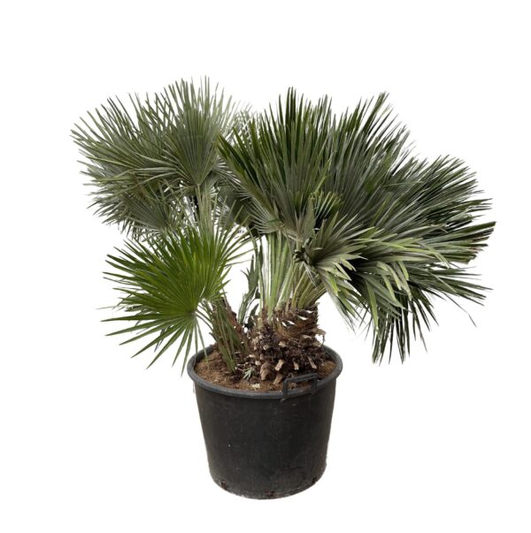 Chamaerops Humilis compact en pot Ø80cm. Plante verte type Chamaerops Humilis compact, livrée en pot, idéale pour intérieur lumineux.