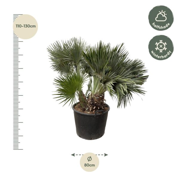 Chamaerops Humilis compact en pot Ø80cm. Plante verte type Chamaerops Humilis compact, livrée en pot, idéale pour intérieur lumineux. – Image 2