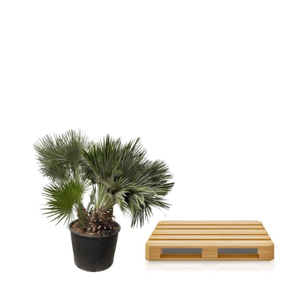 Chamaerops Humilis compact en pot Ø80cm. Plante verte type Chamaerops Humilis compact, livrée en pot, idéale pour intérieur lumineux. – Image 3