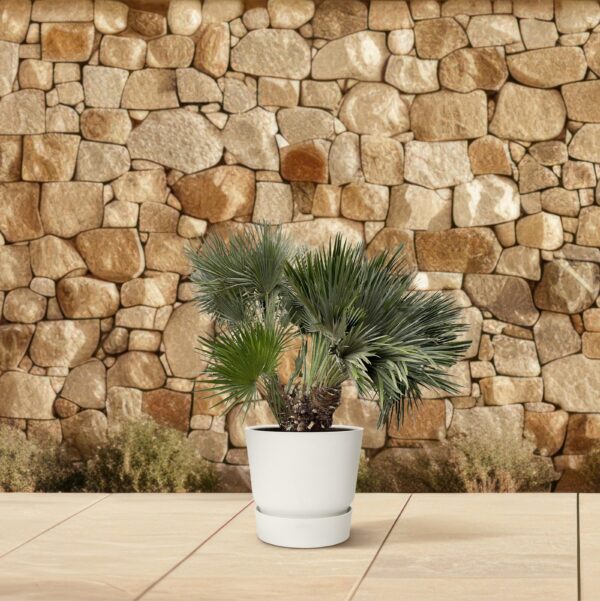 Chamaerops Humilis compact en pot Ø80cm. Plante verte type Chamaerops Humilis compact, livrée en pot, idéale pour intérieur lumineux. – Image 4