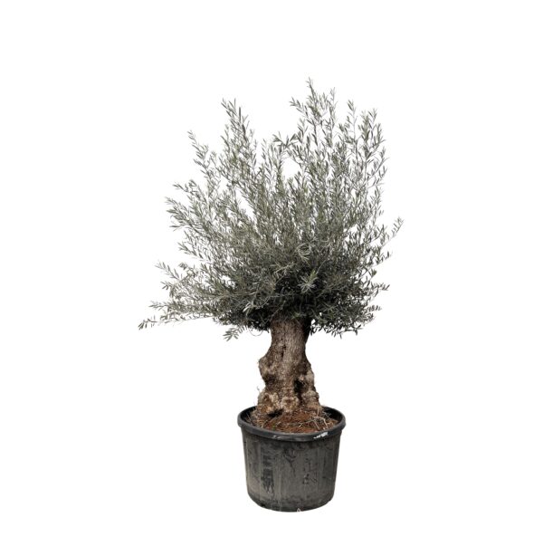 Olea Europaea Bonsai en pot Ø80cm. Plante verte type Olea Europaea Bonsai, livrée en pot, idéale pour intérieur lumineux.