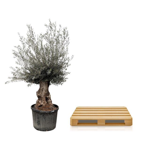 Olea Europaea Bonsai en pot Ø80cm. Plante verte type Olea Europaea Bonsai, livrée en pot, idéale pour intérieur lumineux. – Image 3