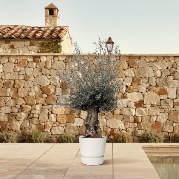 Olea Europaea Bonsai en pot Ø80cm. Plante verte type Olea Europaea Bonsai, livrée en pot, idéale pour intérieur lumineux. – Image 4