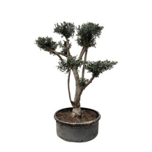 Olea Europaea Pompon en pot Ø80cm. Plante verte type Olea Europaea Pompon, livrée en pot, idéale pour intérieur lumineux.