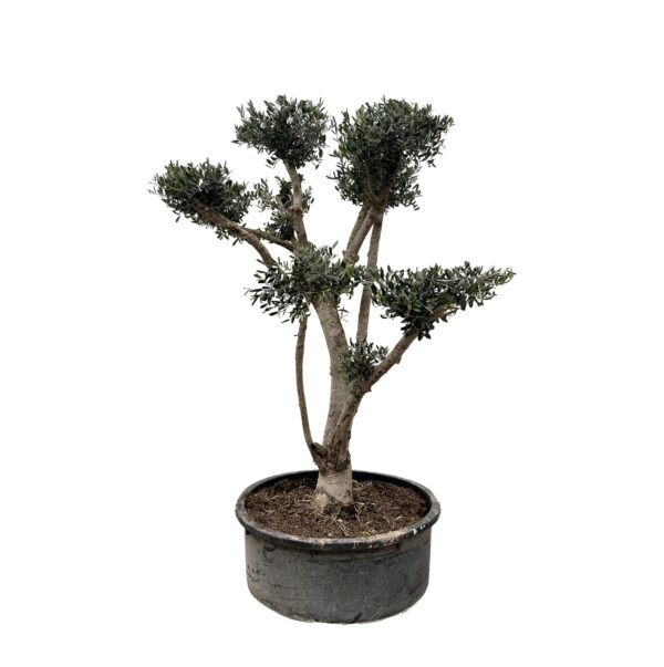 Olea Europaea Pompon en pot Ø80cm. Plante verte type Olea Europaea Pompon, livrée en pot, idéale pour intérieur lumineux.