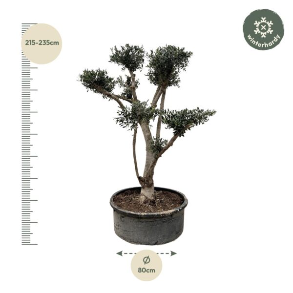 Olea Europaea Pompon en pot Ø80cm. Plante verte type Olea Europaea Pompon, livrée en pot, idéale pour intérieur lumineux. – Image 2