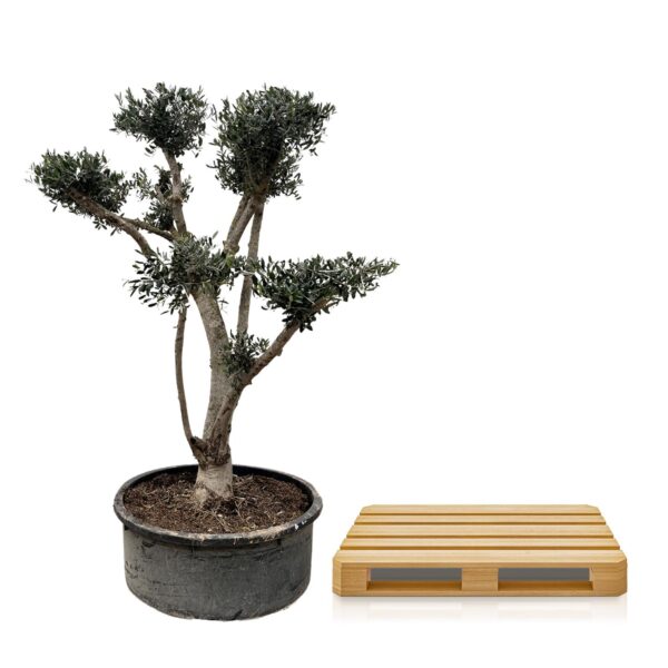 Olea Europaea Pompon en pot Ø80cm. Plante verte type Olea Europaea Pompon, livrée en pot, idéale pour intérieur lumineux. – Image 3