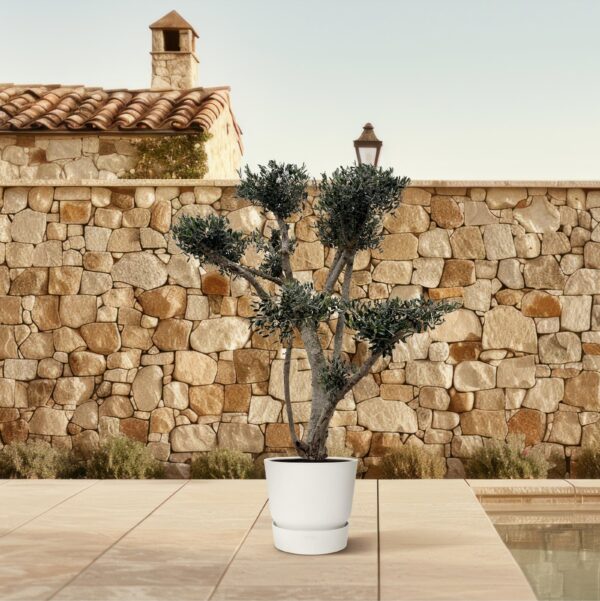 Olea Europaea Pompon en pot Ø80cm. Plante verte type Olea Europaea Pompon, livrée en pot, idéale pour intérieur lumineux. – Image 4