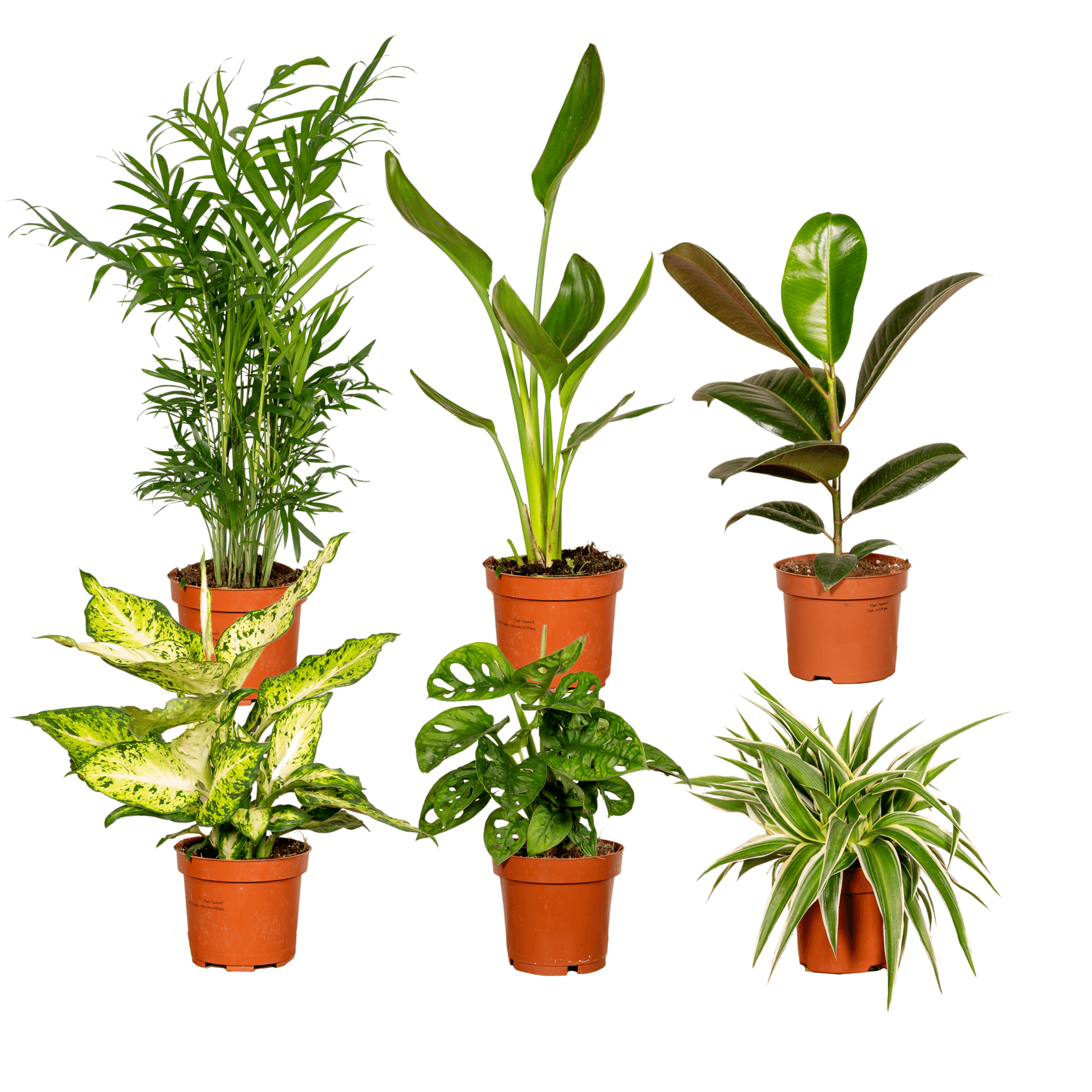 Verrassingsbox en pot Ø12cm  Hauteur 25cm. Plante verte type Verrassingsbox, livrée en pot, idéale pour intérieur lumineux.
