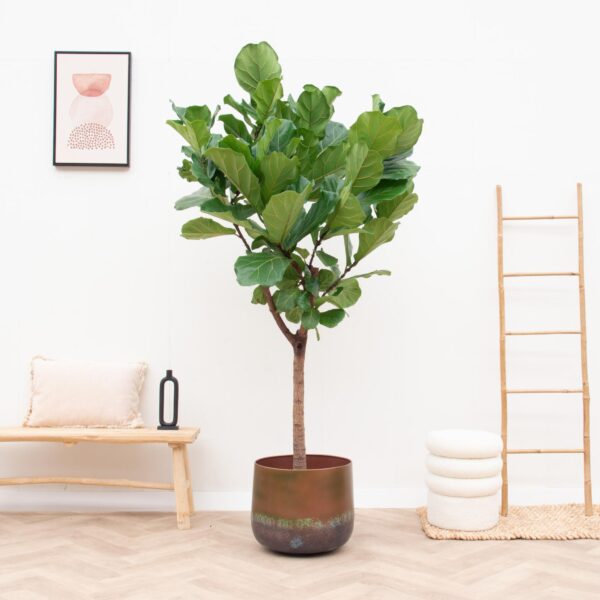 Elisa Mystic Bronze en pot. Plante verte type Elisa Mystic Bronze, livrée en pot, idéale pour intérieur lumineux. – Image 4