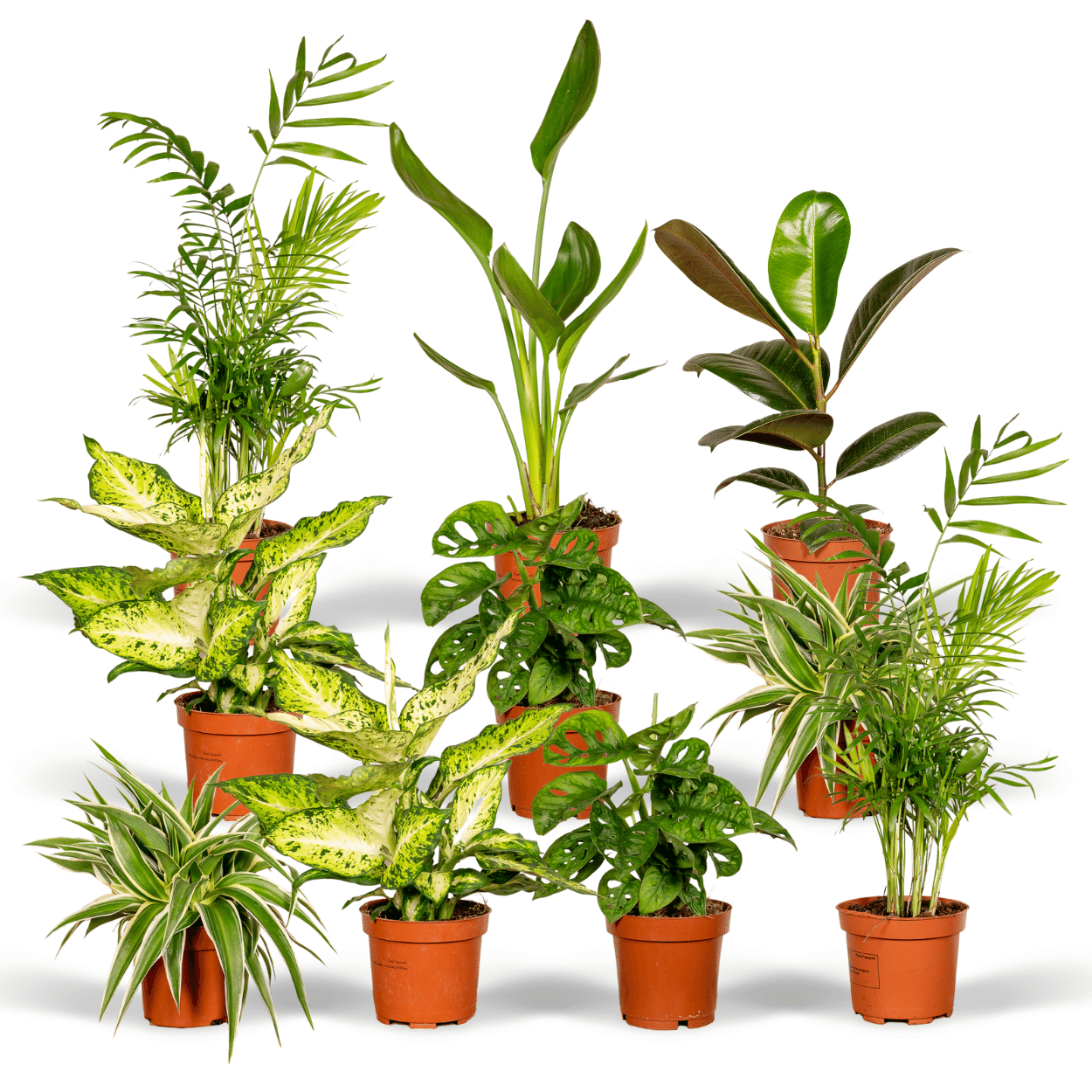 Verrassingsbox en pot Ø12cm  Hauteur 25cm. Plante verte type Verrassingsbox, livrée en pot, idéale pour intérieur lumineux.