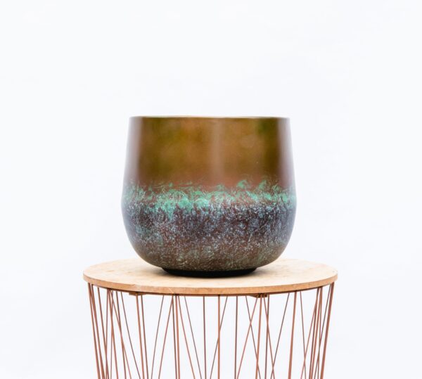 Elisa Mystic Bronze en pot. Plante verte type Elisa Mystic Bronze, livrée en pot, idéale pour intérieur lumineux. – Image 4