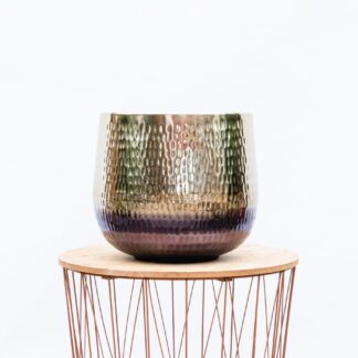Jenna Gold en pot. Plante verte type Jenna Gold, livrée en pot, idéale pour intérieur lumineux.