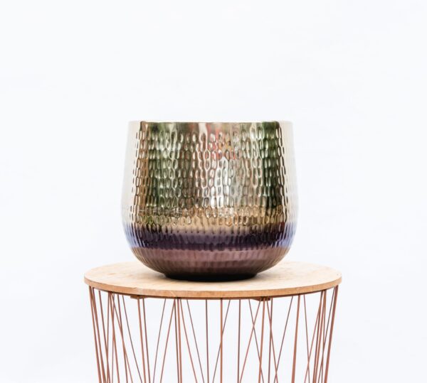 Jenna Gold en pot. Plante verte type Jenna Gold, livrée en pot, idéale pour intérieur lumineux.