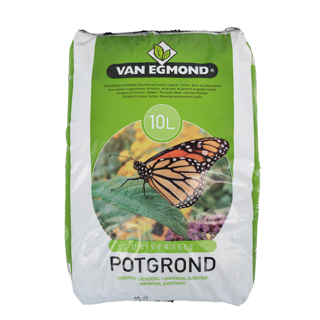 Potgrond en pot. Plante verte type Potgrond, livrée en pot, idéale pour intérieur lumineux.