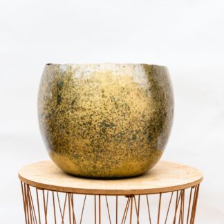 Ellen Brass en pot. Plante verte type Ellen Brass, livrée en pot, idéale pour intérieur lumineux.